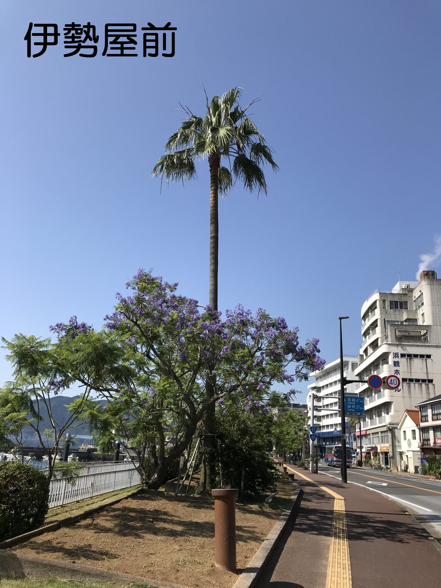 ジャカランダ開花状況 | 【公式】小浜温泉旅館組合ホームページ